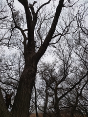 Platypus quercivorus