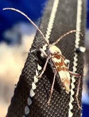 Megacyllene antennata