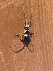 Megacyllene antennata