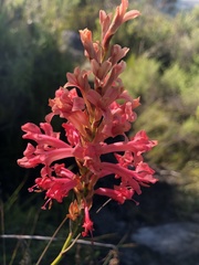 Tritoniopsis triticea