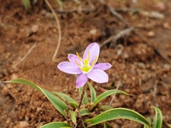 Xerophyta humilis