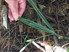Trachycarpus fortunei