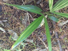 Trachycarpus fortunei