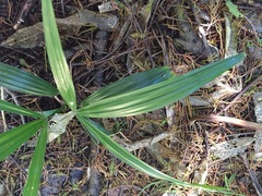 Trachycarpus fortunei