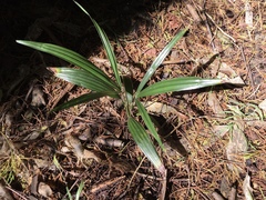 Trachycarpus fortunei