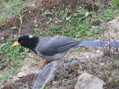 Urocissa flavirostris