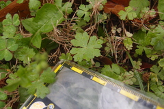 Hydrocotyle batrachium