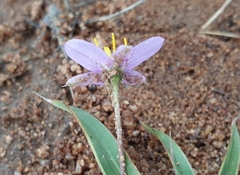 Xerophyta humilis