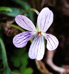 Patellares