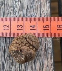 Tuber whetstonense
