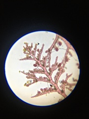 Callithamnion biseriatum