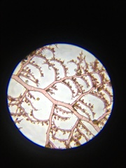 Callithamnion biseriatum