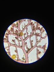 Callithamnion biseriatum