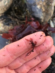 Callithamnion biseriatum