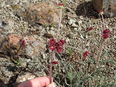 Lomatium hooveri