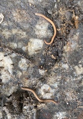 Cambalopsidae