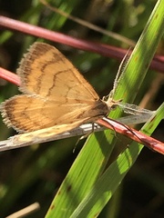 Asaphodes abrogata
