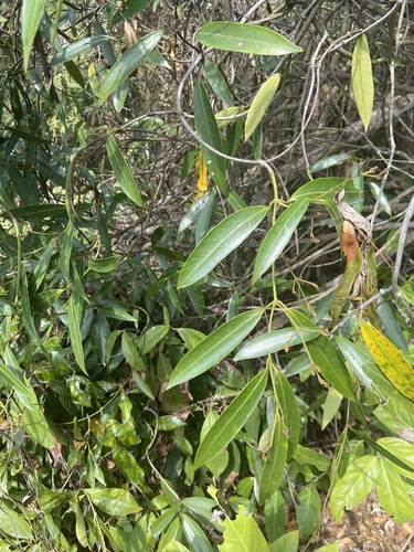 Anodendron affine iNat (2)