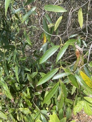 Anodendron affine