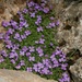 Purple Rock Cress - Photo (c) adrien, some rights reserved (CC BY-NC-ND)
