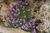 Purple Rock Cress - Photo (c) adrien, some rights reserved (CC BY-NC-ND)