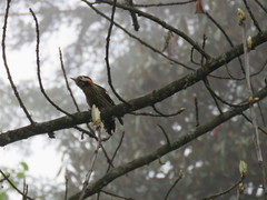 Dryobates cathpharius