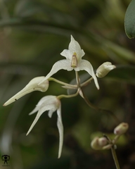 Bulbophyllum mysorense