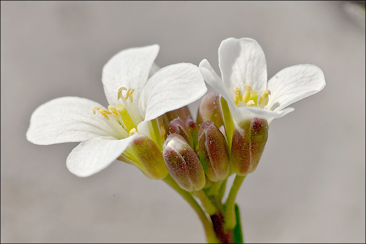 Rosy Cress