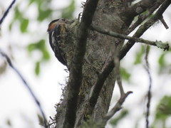 Dryobates cathpharius