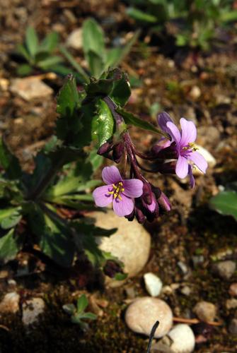 Rosy Cress