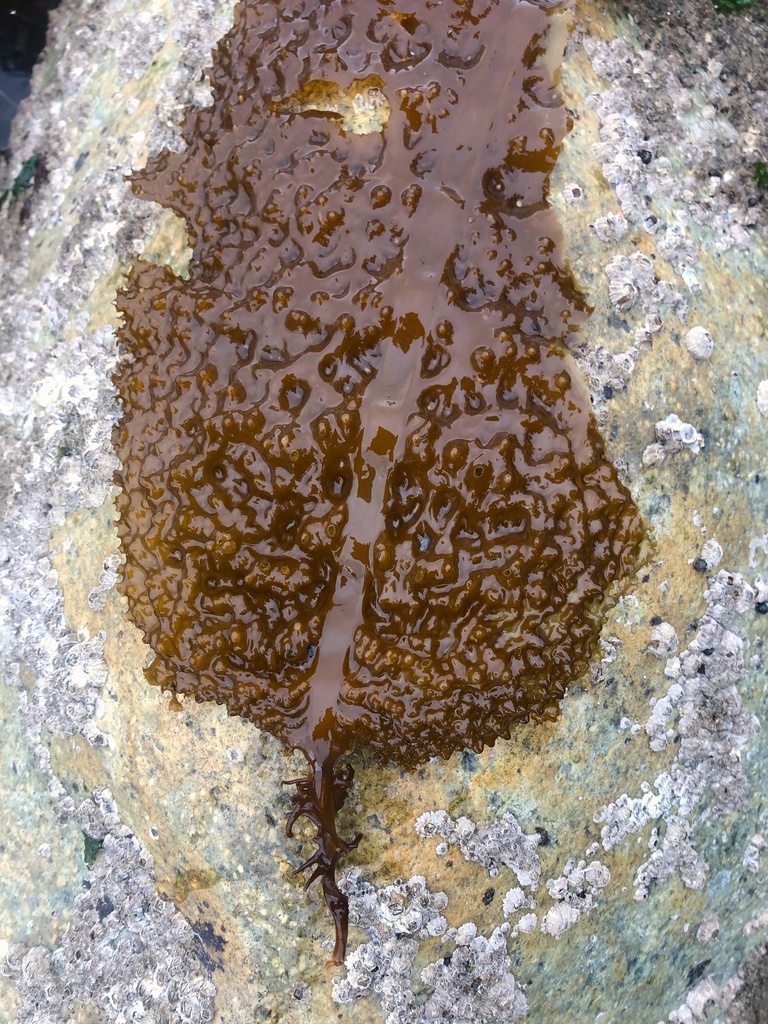 Neoagarum fimbriatum