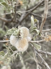 Artemisia tripartita