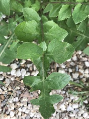 Sonchus oleraceus