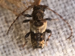 Pogonocherus hispidus