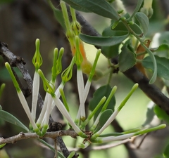 Agelanthus lugardii image