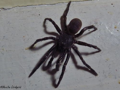 Ummidia