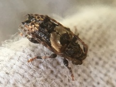 Pogonocherus hispidus