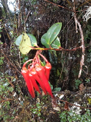 Ceratostema alatum