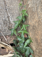 Passiflora suberosa