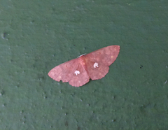 Discoglypha locupletata