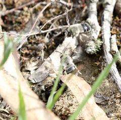 Habropoda miserabilis