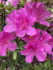 Rhododendron pulchrum phoeniceum