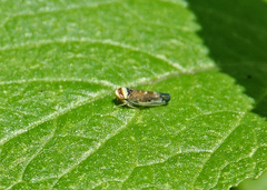 Colladonus montanus reductus