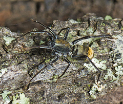 Nyssus luteofinis