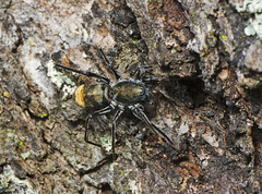 Nyssus luteofinis