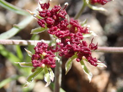 Lomatium hooveri