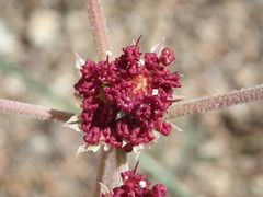 Lomatium hooveri