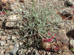 Lomatium hooveri