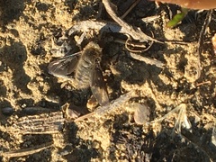 Hemipenthes morioides