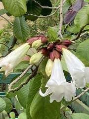 Beaumontia grandiflora
